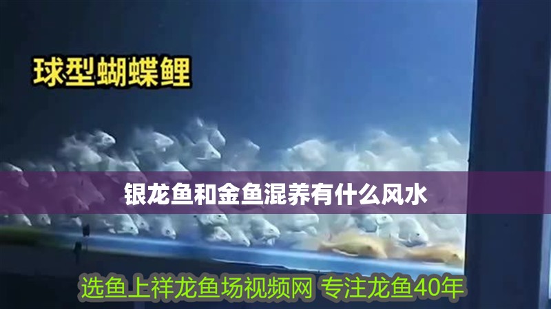 銀龍魚和金魚混養有什么風水