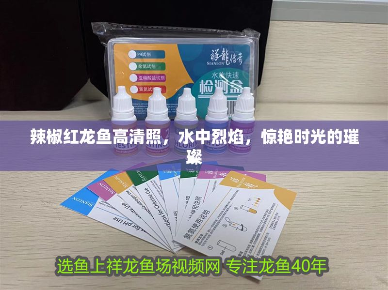 辣椒紅龍魚高清照，水中烈焰，驚艷時光的璀璨