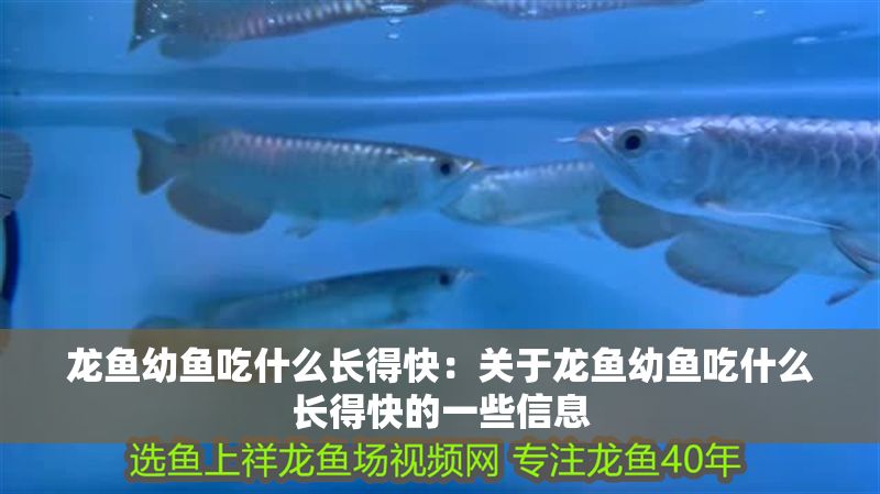 龍魚幼魚吃什么長得快：關于龍魚幼魚吃什么長得快的一些信息