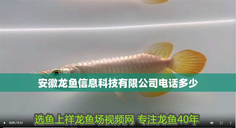 安徽龍魚信息科技有限公司電話多少