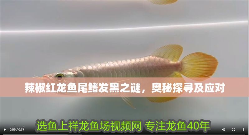 辣椒紅龍魚尾鰭發黑之謎，奧秘探尋及應對