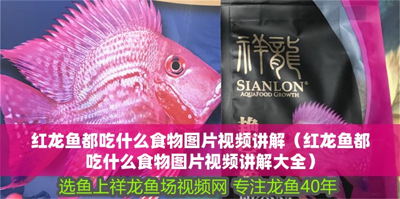 紅龍魚都吃什么食物圖片視頻講解（紅龍魚都吃什么食物圖片視頻講解大全） 紅龍魚都吃什么食物圖片視頻講解（紅龍魚都吃什么食物圖片視頻講解大全） 龍魚百科