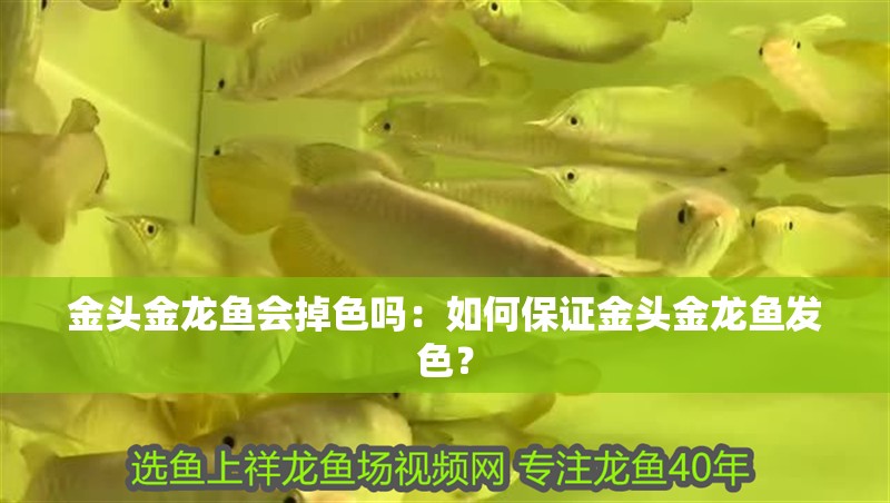 金頭金龍魚(yú)會(huì)掉色嗎：如何保證金頭金龍魚(yú)發(fā)色？