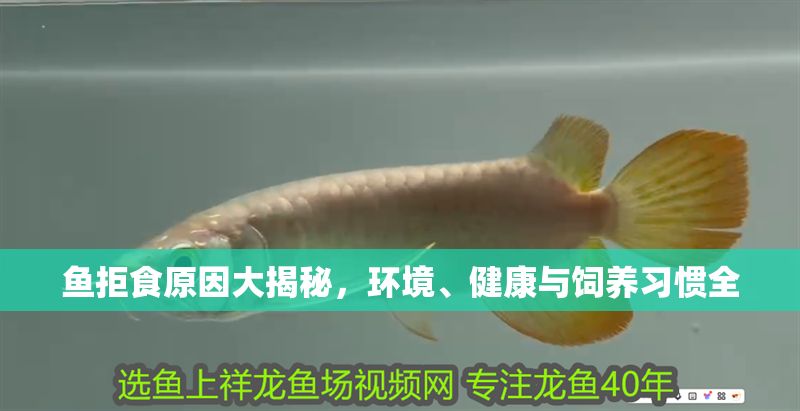 魚拒食原因大揭秘,環境、健康與飼養習慣全 龍魚百科 第2張 魚拒食原因大揭秘,環境、健康與飼養習慣全 魚拒食原因大揭秘,環境、健康與飼養習慣全 龍魚百科 第2張