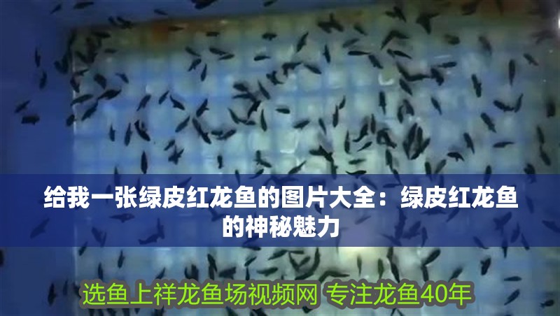 給我一張綠皮紅龍魚的圖片大全：綠皮紅龍魚的神秘魅力