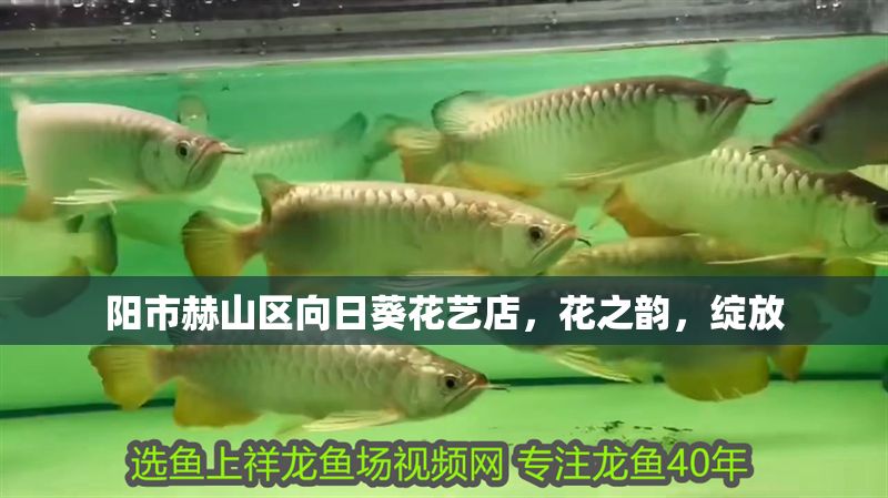 陽市赫山區向日葵花藝店，花之韻，綻放