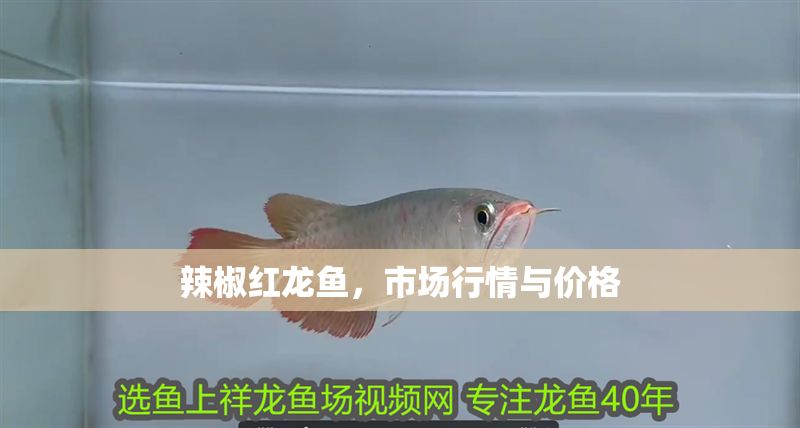 辣椒紅龍魚，市場行情與價格