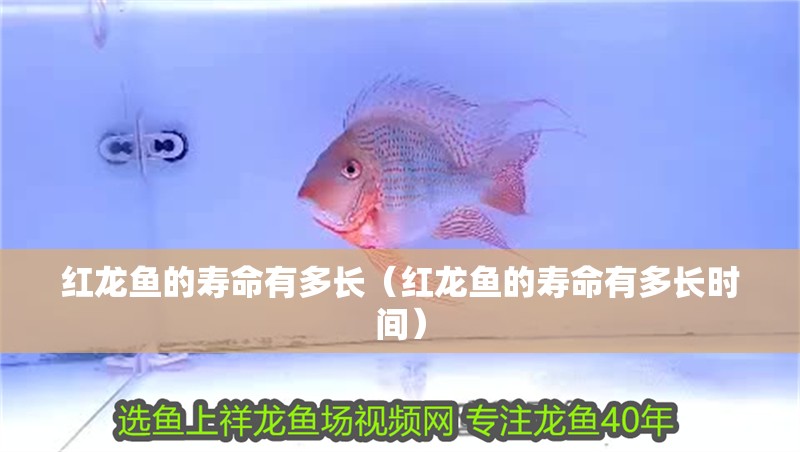 紅龍魚的壽命有多長（紅龍魚的壽命有多長時間）