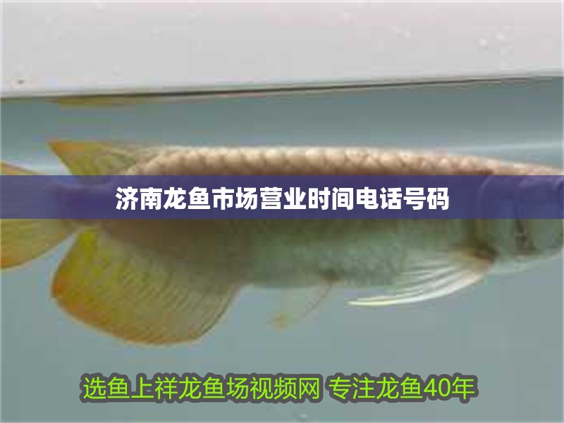 濟南龍魚市場營業時間電話號碼