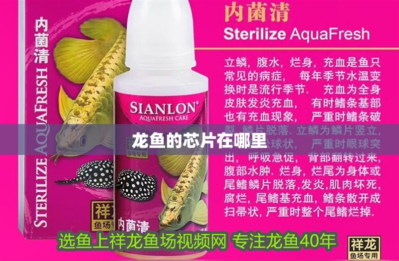 龍魚的芯片在哪里