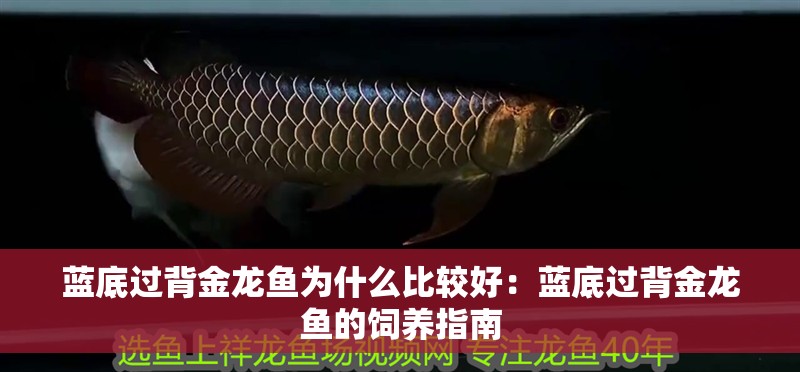 藍底過背金龍魚為什么比較好：藍底過背金龍魚的飼養指南