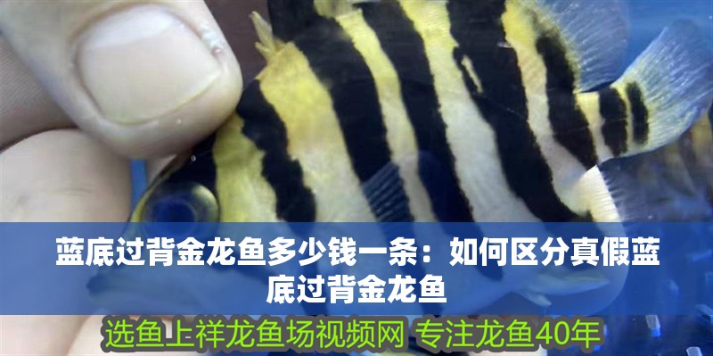 藍(lán)底過(guò)背金龍魚多少錢一條：如何區(qū)分真假藍(lán)底過(guò)背金龍魚