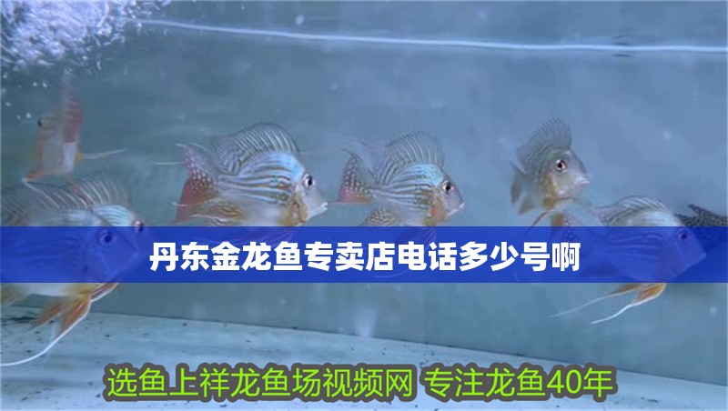 丹東金龍魚專賣店電話多少號啊