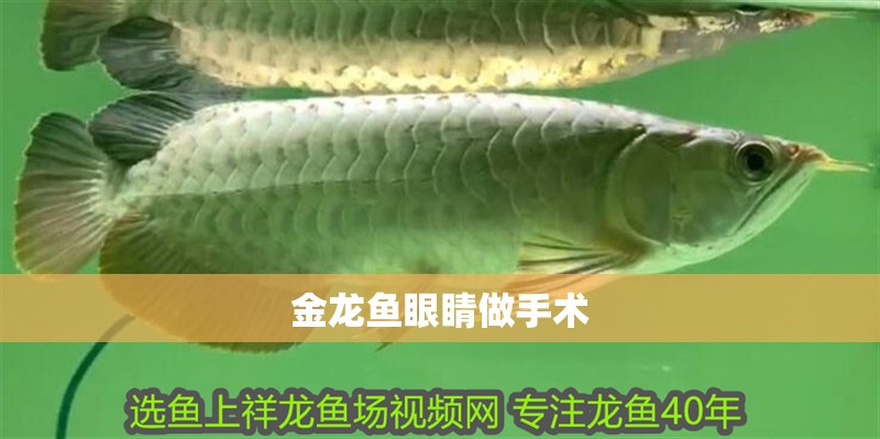 金龍魚眼睛做手術