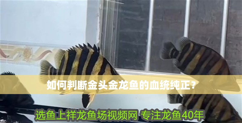 如何判斷金頭金龍魚的血統純正？