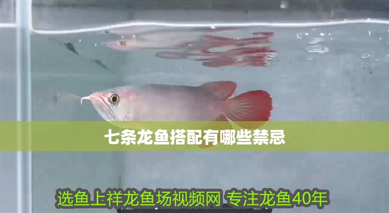 七條龍魚(yú)搭配有哪些禁忌