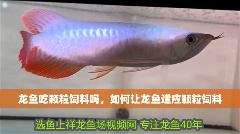 龍魚吃顆粒飼料嗎，如何讓龍魚適應顆粒飼料