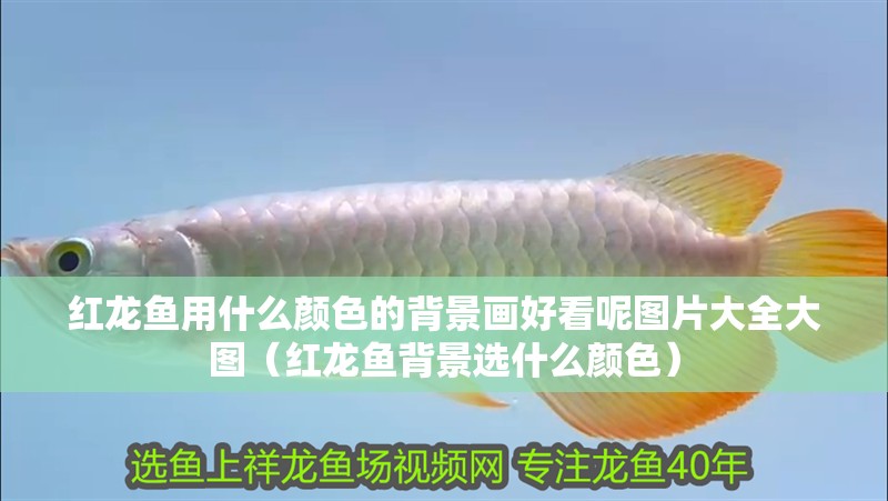 紅龍魚用什么顏色的背景畫好看呢圖片大全大圖（紅龍魚背景選什么顏色） 紅龍魚用什么顏色的背景畫好看呢圖片大全大圖（紅龍魚背景選什么顏色） 龍魚百科