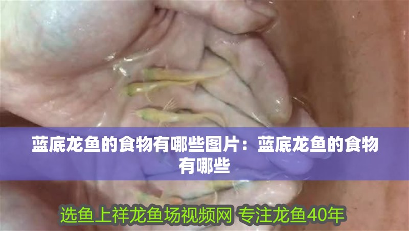 藍底龍魚的食物有哪些圖片：藍底龍魚的食物有哪些
