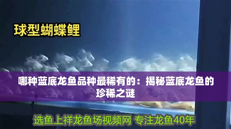 哪種藍(lán)底龍魚(yú)品種最稀有的：揭秘藍(lán)底龍魚(yú)的珍稀之謎