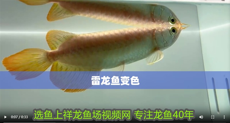 雷龍魚變色 雷龍魚變色 龍魚百科