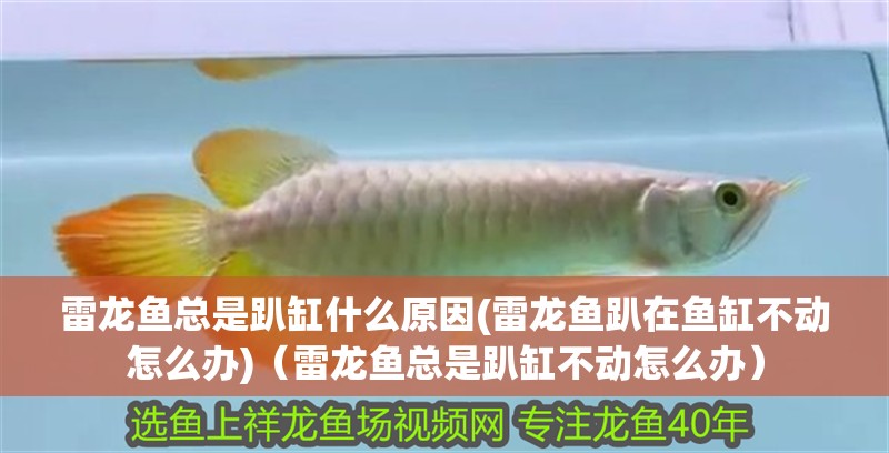 雷龍魚總是趴缸什么原因(雷龍魚趴在魚缸不動怎么辦)（雷龍魚總是趴缸不動怎么辦）