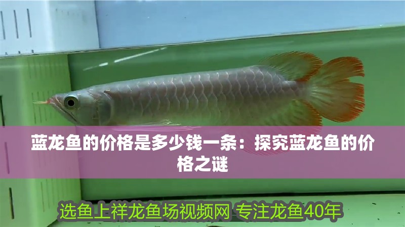 藍龍魚的價格是多少錢一條：探究藍龍魚的價格之謎