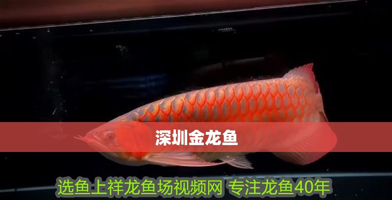 深圳金龍魚