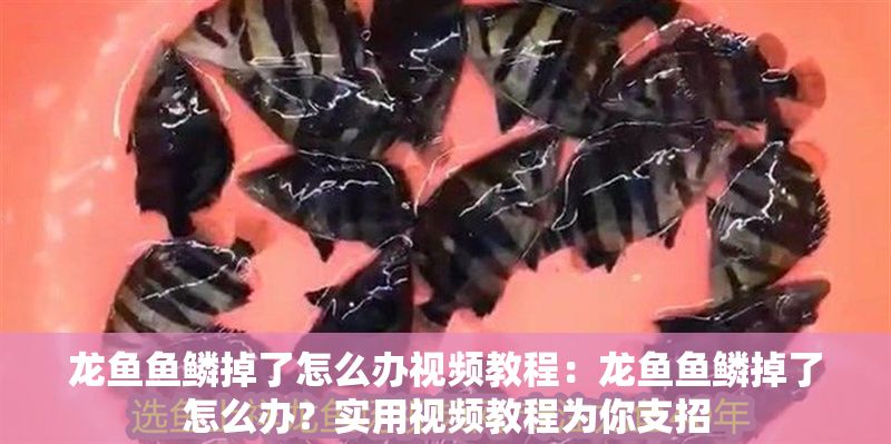龍魚魚鱗掉了怎么辦視頻教程：龍魚魚鱗掉了怎么辦？實用視頻教程為你支招