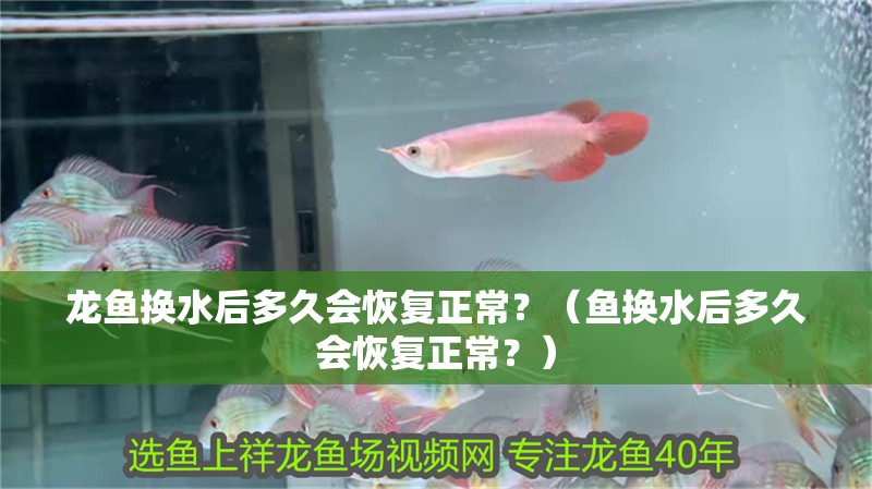 龍魚換水后多久會恢復正常？（魚換水后多久會恢復正常？）