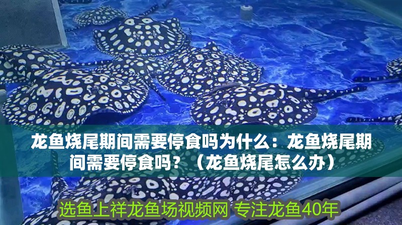 龍魚燒尾期間需要停食嗎為什么：龍魚燒尾期間需要停食嗎？（龍魚燒尾怎么辦）