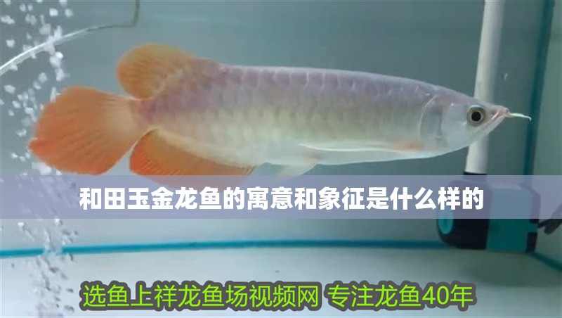 <strong><mark>和田</mark></strong>玉金龍魚的寓意和象征是什么樣的