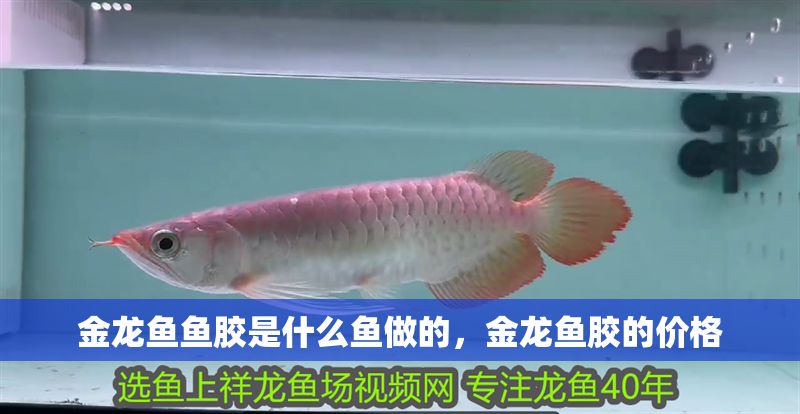 金龍魚魚膠是什么魚做的，金龍魚膠的價格