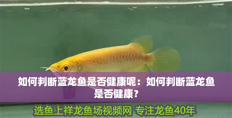 如何判斷藍(lán)龍魚(yú)是否健康呢：如何判斷藍(lán)龍魚(yú)是否健康？