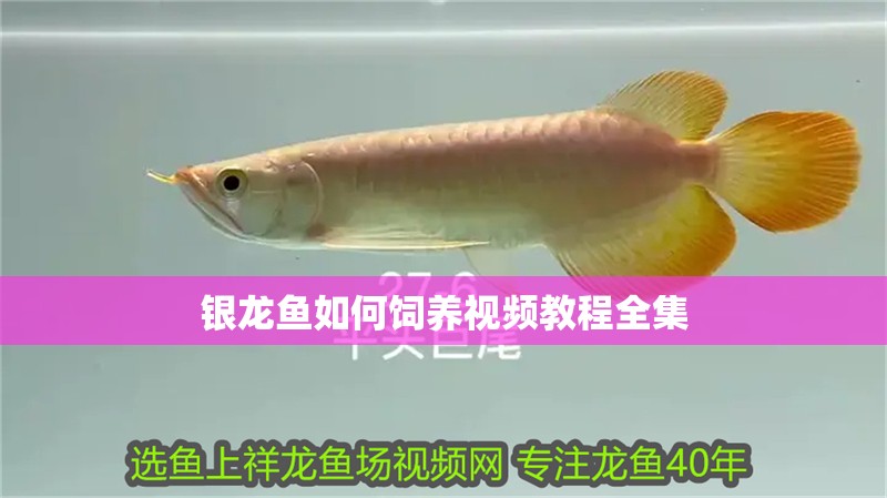 銀龍魚如何飼養視頻教程全集