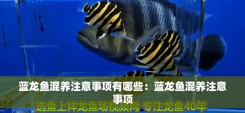 藍龍魚混養注意事項有哪些：藍龍魚混養注意事項