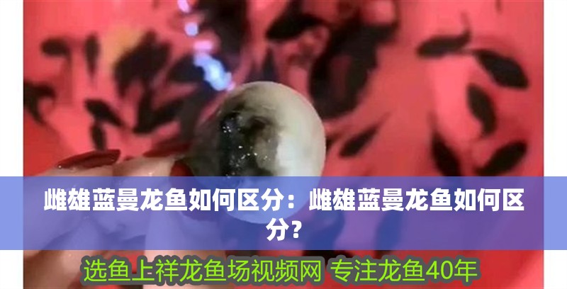 雌雄藍(lán)曼龍魚如何區(qū)分：雌雄藍(lán)曼龍魚如何區(qū)分？