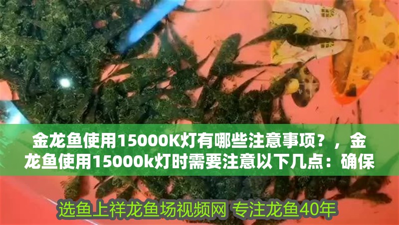 金龍魚使用15000K燈有哪些注意事項？，金龍魚使用15000k燈時需要注意以下幾點：確保燈具的功率與金龍魚魚缸的大小相匹配