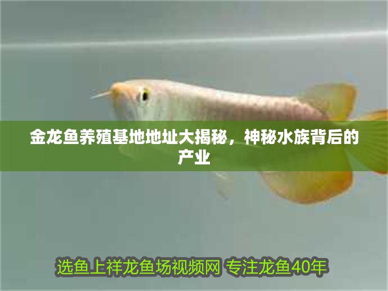金龍魚養殖基地地址大揭秘，神秘水族背后的產業