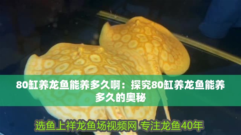 80缸養龍魚能養多久啊：探究80缸養龍魚能養多久的奧秘