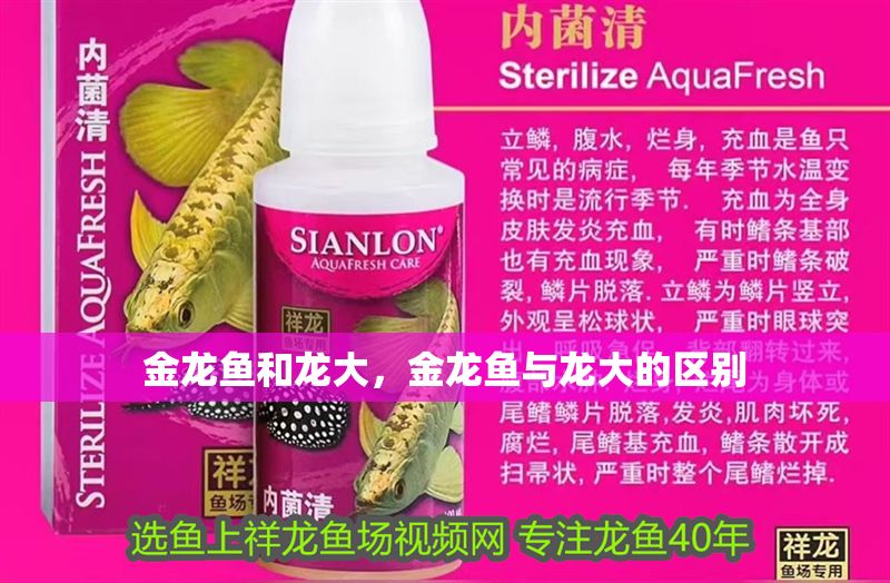 金龍魚和龍大，金龍魚與龍大的區別
