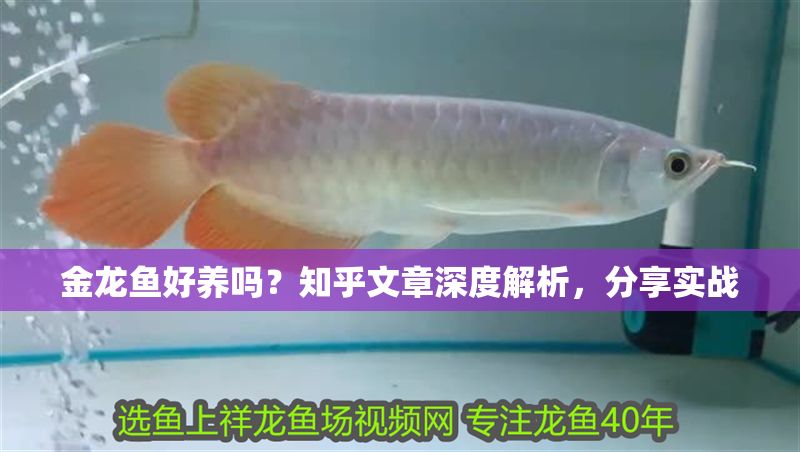 金龍魚好養嗎？知乎文章深度解析，分享實戰