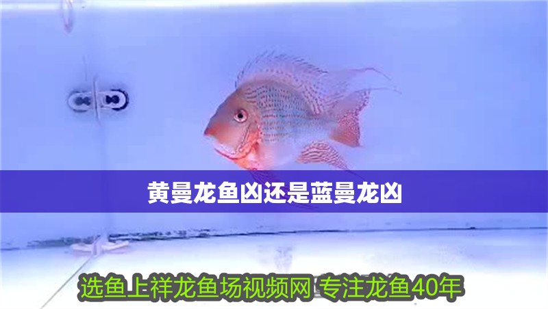 黃曼龍魚兇還是藍曼龍兇