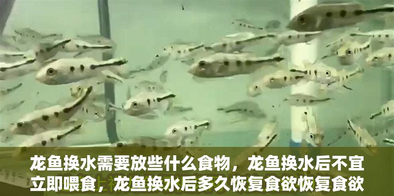 龍魚換水需要放些什么食物，龍魚換水后不宜立即喂食，龍魚換水后多久恢復食欲恢復食欲 龍魚換水需要放些什么食物，龍魚換水后不宜立即喂食，龍魚換水后多久恢復食欲恢復食欲 龍魚百科 第2張