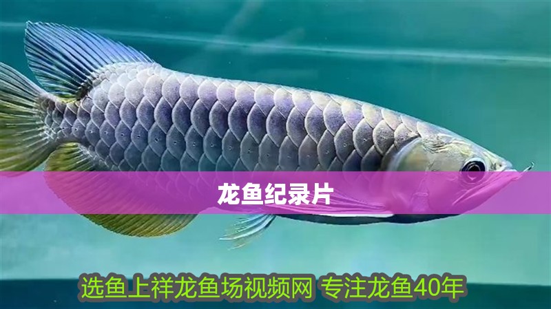 龍魚紀錄片