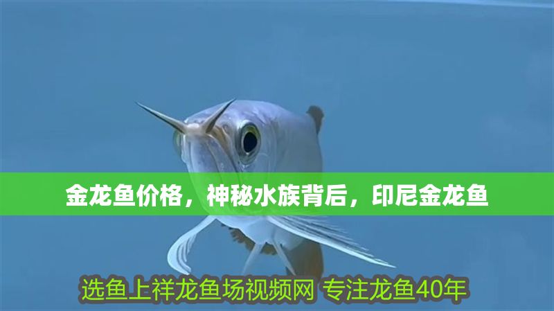 金龍魚價格，神秘水族背后，印尼金龍魚
