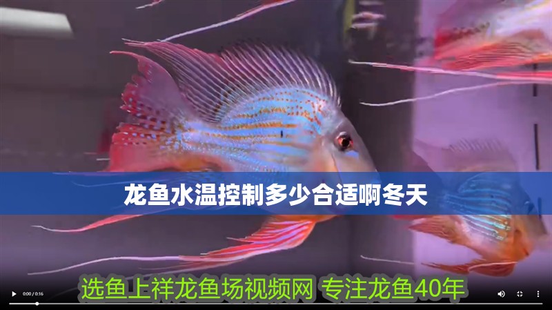 龍魚水溫控制多少合適啊冬天