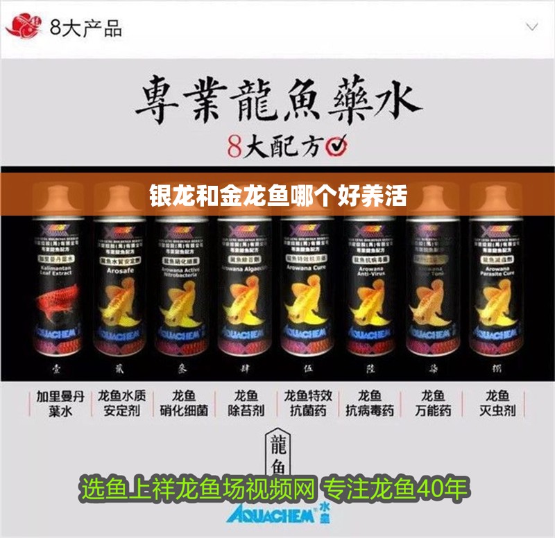 銀龍和金龍魚哪個好養活