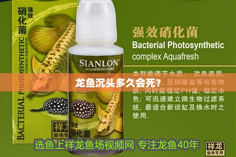 龍魚沉頭多久會死？