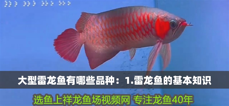 大型雷龍魚有哪些品種：1.雷龍魚的基本知識
